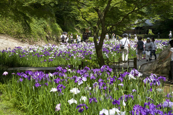 明月院後庭園の花菖蒲。花菖蒲と紅葉の季節のみ公開され、多くの参拝者で賑わいます。