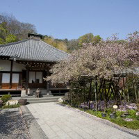 光則寺の本堂と海棠(カイドウ)の名木。