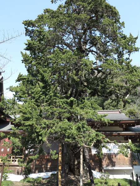 鶴岡八幡宮のビャクシン。鎌倉市の指定天然記念物です。
