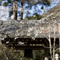 梵鐘付近にも。