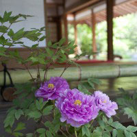 浄妙寺、喜泉庵の牡丹。