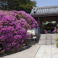 吾妻鏡など読んでいると、北条政子は尼将軍というより愛情と慈悲に深い気がして安養院のツツジが似合うように思えてなりません。