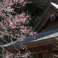 2月20日の撮影。よく咲いています。