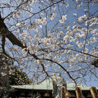 日蓮上人像に化粧をするようにしてのびる桜。