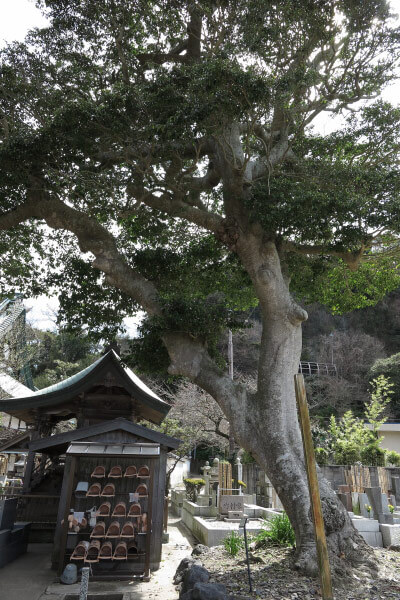光明寺、梵鐘の近くにある黒鉄黐(クロガネモチ)。鎌倉市天然記念物、かまくらと三浦半島の古木・名木50選に選ばれています。