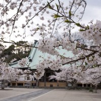 元禄からそのまま残る、鎌倉最大級の木造建築「大殿」をバックに桜が咲き誇ります。
