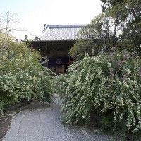宝戒寺は萩寺ともいわれます。秋に入った9月上旬~下旬まで境内は萩に覆われます。