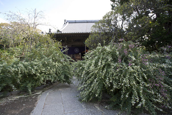 宝戒寺は萩寺ともいわれます。秋に入った9月上旬~下旬まで境内は萩に覆われます。