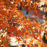 山門を抜けてすぐの紅葉。
