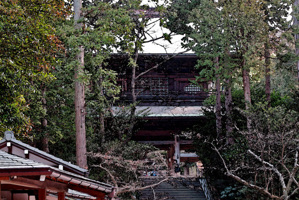 2月、冬の平日の円覚寺。寒いけれど、一輪だけ咲いた梅に見惚れたり、比較的空いている境内をのんびり歩けたりといいこともあります。