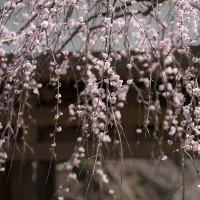 山門の枝垂梅。海蔵寺のこの空間にこの梅。完璧です。