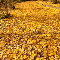 紅い紅葉と黄の落葉。コントラストがきれいです。