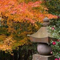 紅葉、竹林、五輪塔、山茶花と贅沢な組み合わせ。