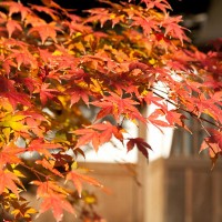 本堂を抜けて七福神へと向かうルートの途中。自然との素朴な調和が浄智寺の魅力です。