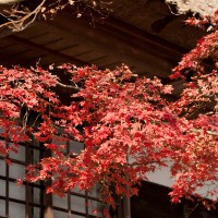 梵鐘のあたりにある紅葉。