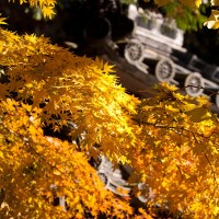 北条時頼墓所付近の紅葉。ファインダーの中が豊かになる気がします。