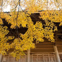 祖師堂の左手にある紅葉です。