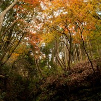 山中ちらほらと紅葉はありますが、この谷だけは多くの木が集中的に紅葉します。