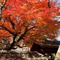 東慶寺本堂の前に豊かな紅。ほれぼれします。