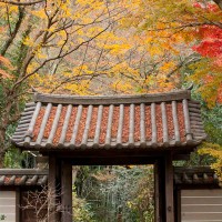 参道を登って、山門付近が一番紅葉しています。