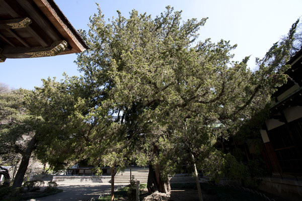 円覚寺、百観音の柏槙(ビャクシン)。