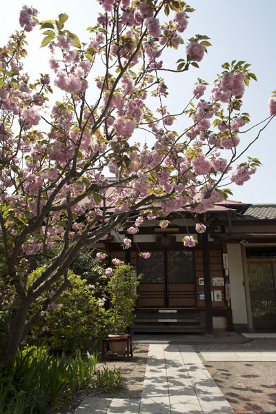 海に近い静かな一角、潮風香る場所にある向福寺。季節にはカイドウが迎えてくれます。桜が散って街が落ち着いた頃、訪れてみてください。