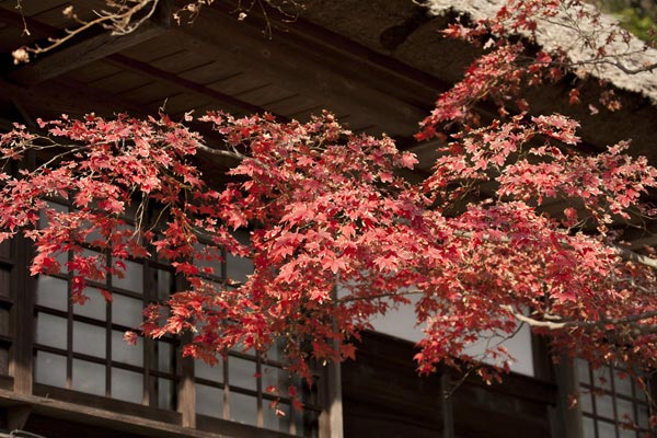 海蔵寺の紅葉。