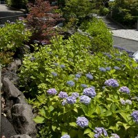 鎌倉宮のあじさい。最初の鳥居を入るとすぐ、左手のスロープに咲くあじさい。