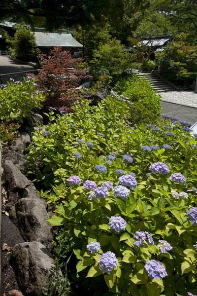 鎌倉宮のあじさい。最初の鳥居を入るとすぐ、左手のスロープに咲くあじさい。