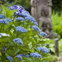 安国論寺のあじさい。日蓮が『立正安国論』を著した古刹で見るあじさいは一味違います。