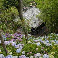 長谷寺のあじさい。2,500株という長谷寺の紫陽花はとにかく訪れた人を圧倒します。