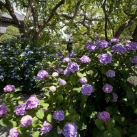 本覚寺御分骨堂の前、有名な枝垂桜の根本あたりに咲くあじさい。端正な咲きっぷりです。