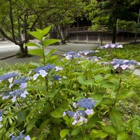 妙本寺のあじさい。奥に見えるのが、妙本寺祖師堂。