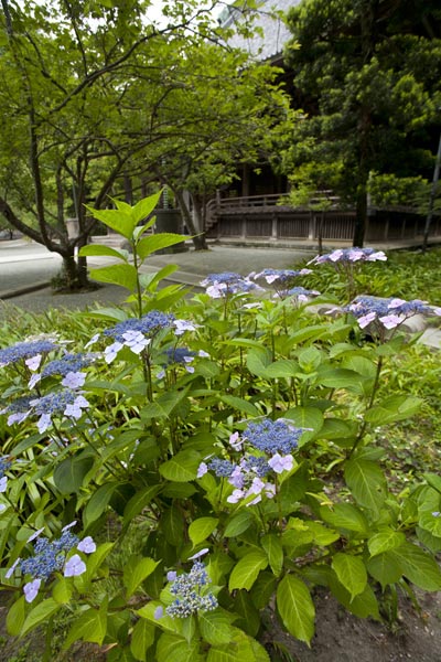 妙本寺のあじさい。奥に見えるのが、妙本寺祖師堂。