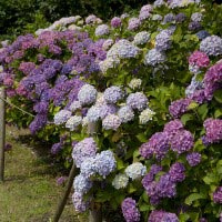 稲村ケ崎海浜公園のあじさい。潮風とあじさいは良くあいます。