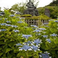 源氏山公園のあじさい。源頼朝像のお膝元に咲きます。