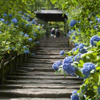 明月院のあじさい。多くのメディアで目にする明月院のあじさいを象徴する景色。