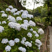 光則寺本堂右手のあじさい。