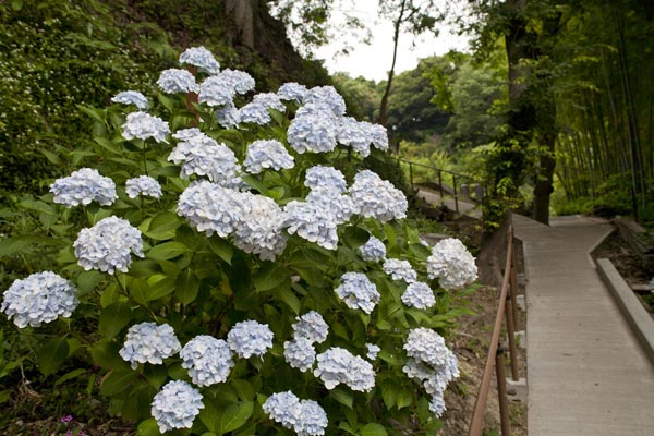 光則寺本堂右手のあじさい。
