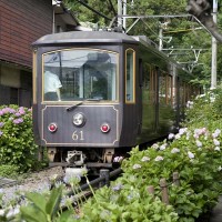 御霊神社前のあじさい。江ノ電とあじさいの距離感が魅力。