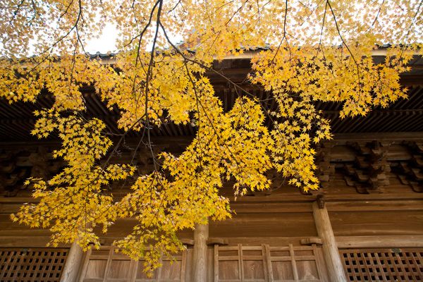 祖師堂の左手にある紅葉です。