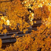 円覚寺の紅葉。紅葉は赤が目立ちますが、黄色系もとても暖かくてきれいです。紅葉越しに山門をのぞみます。