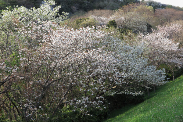 ハイランドを上がりきると、名越切通口あたりに富士見公園があります。桜がとてもきれいです。大島桜もみられます。