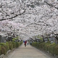段葛の桜並木。