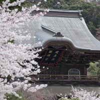 建長寺の桜。よく見るカットです。駐車場から望遠で狙えば簡単に誰でも撮れます。