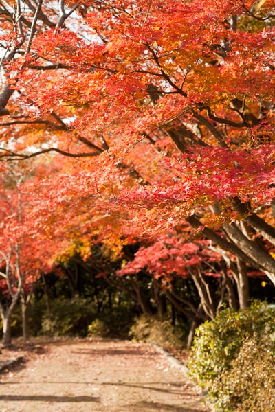 源氏山公園、頼朝像の後ろの歩道を紅葉が囲んでいます。