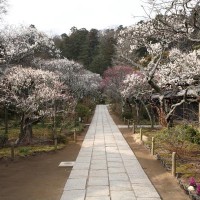 東慶寺。北鎌倉人気1番の名所。門の付近から数十本の梅が参道の両側に整然と並びます。
