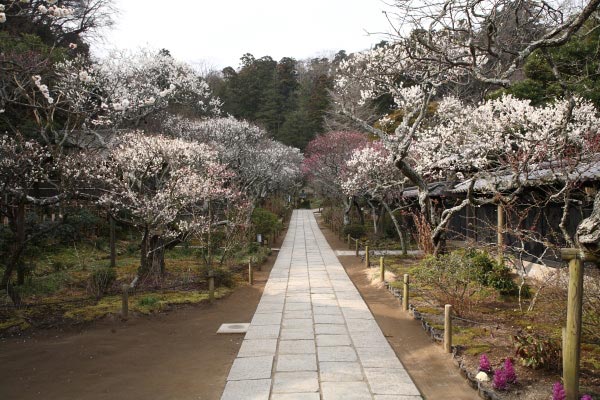 梅の名所 東慶寺