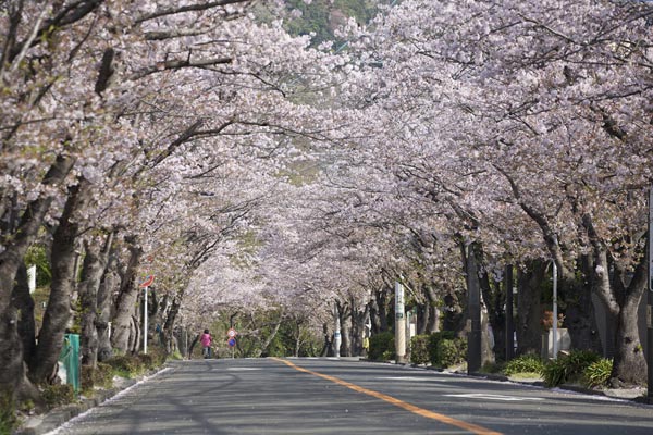 ハイランドの桜