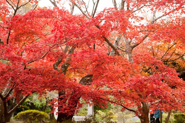 ダイナミックな紅葉が源氏山の魅力。